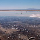 Laguna Chaxa im Sektor Soncor des Salar de Atacama