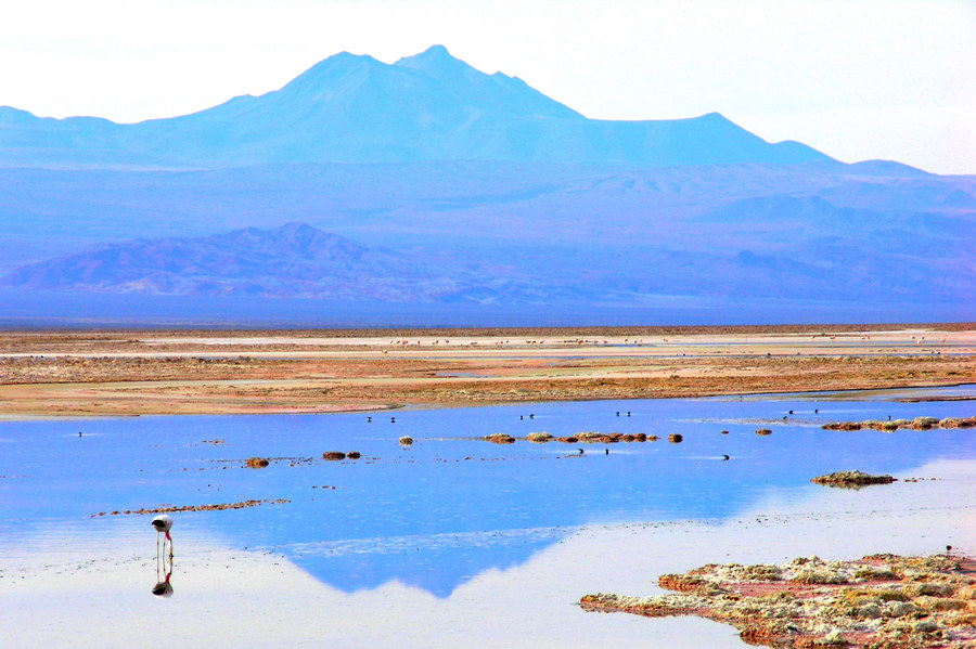 Laguna Chaxa, Salar de Atacama