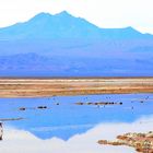 Laguna Chaxa, Salar de Atacama