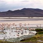 Laguna Colorada