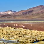 Laguna Colorada