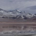 Laguna Colorada