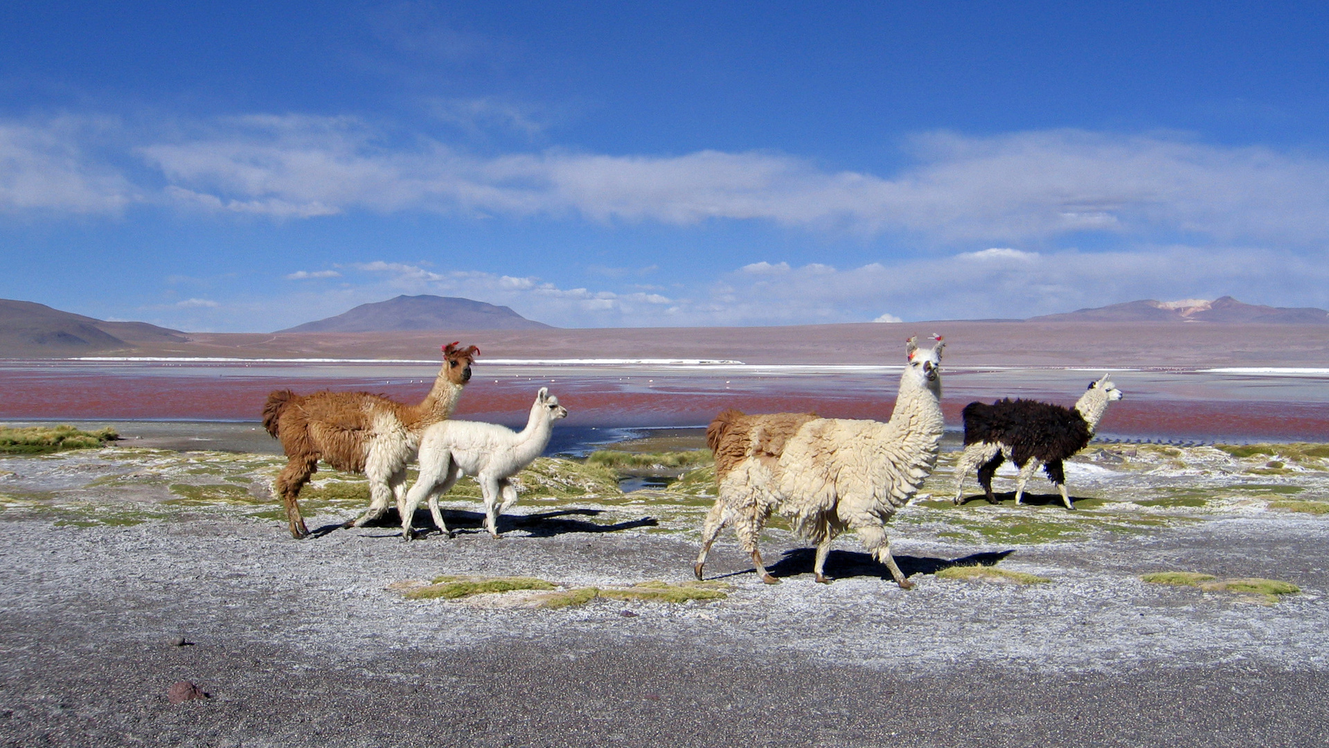 Laguna Colorada Atacama Hochland Bolivien