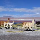 Laguna Colorada Atacama Hochland Bolivien