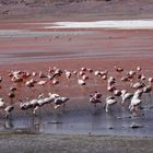 Laguna Colorada