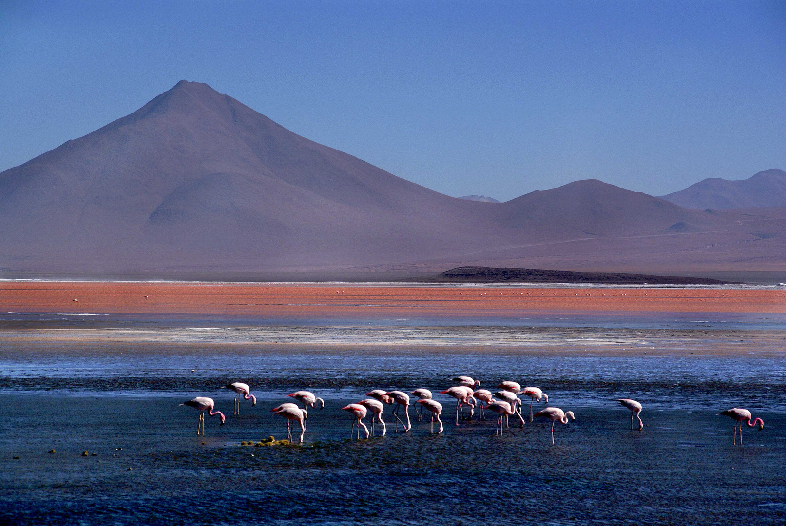 laguna colorada Bolivia