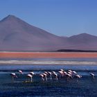 laguna colorada Bolivia