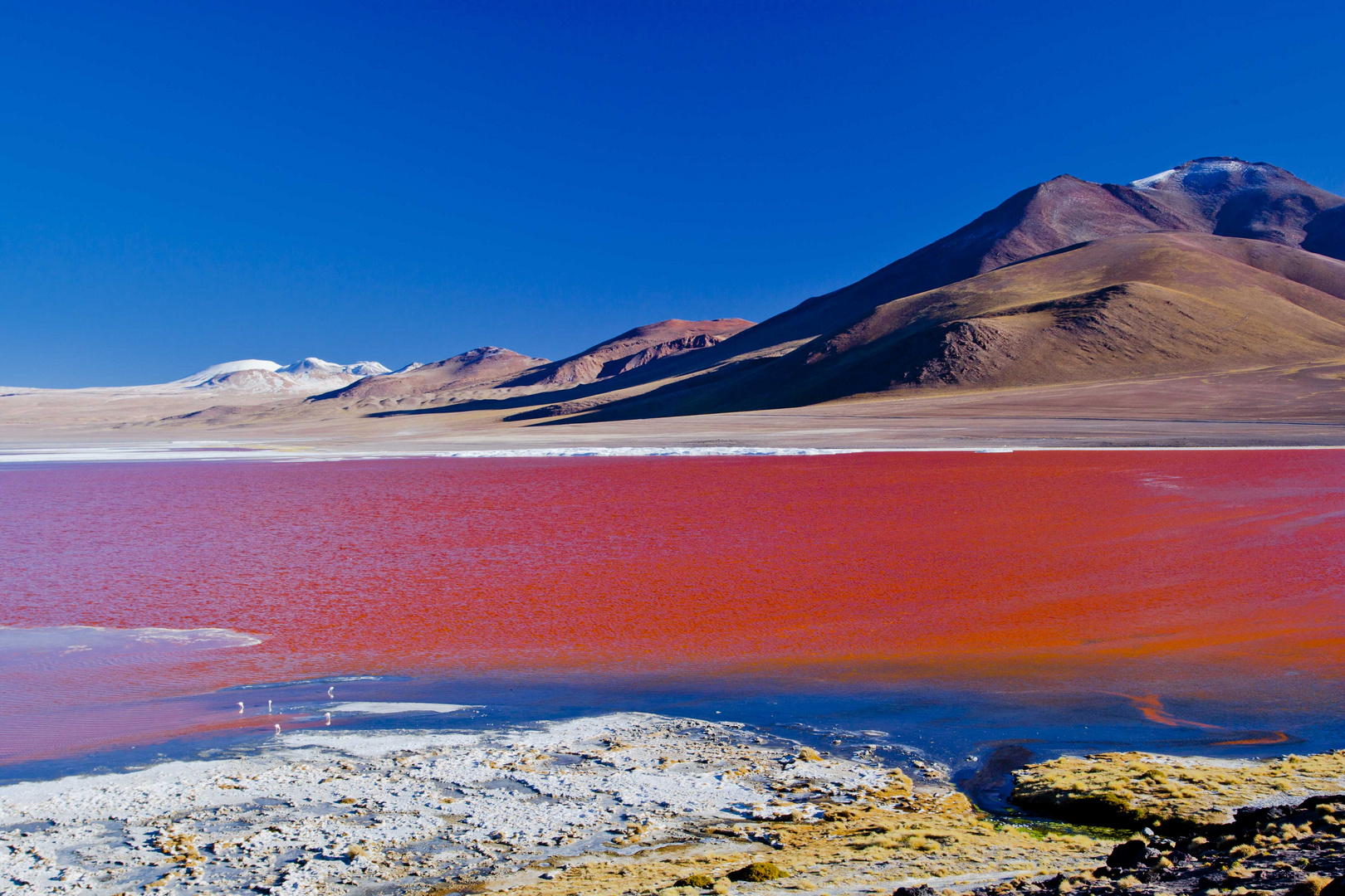 Laguna Colorada, Bolivia