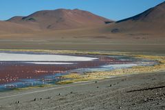 Laguna Colorada Bolivien 4278m