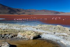 Laguna Colorada Bolivien 4278m