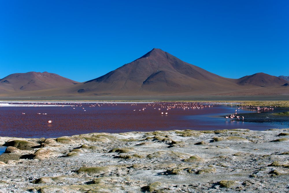 Laguna Colorada Bolivien 4278m