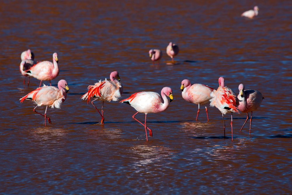 Laguna Colorada Bolivien 4278m