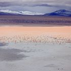 Laguna Colorada- Bolivien