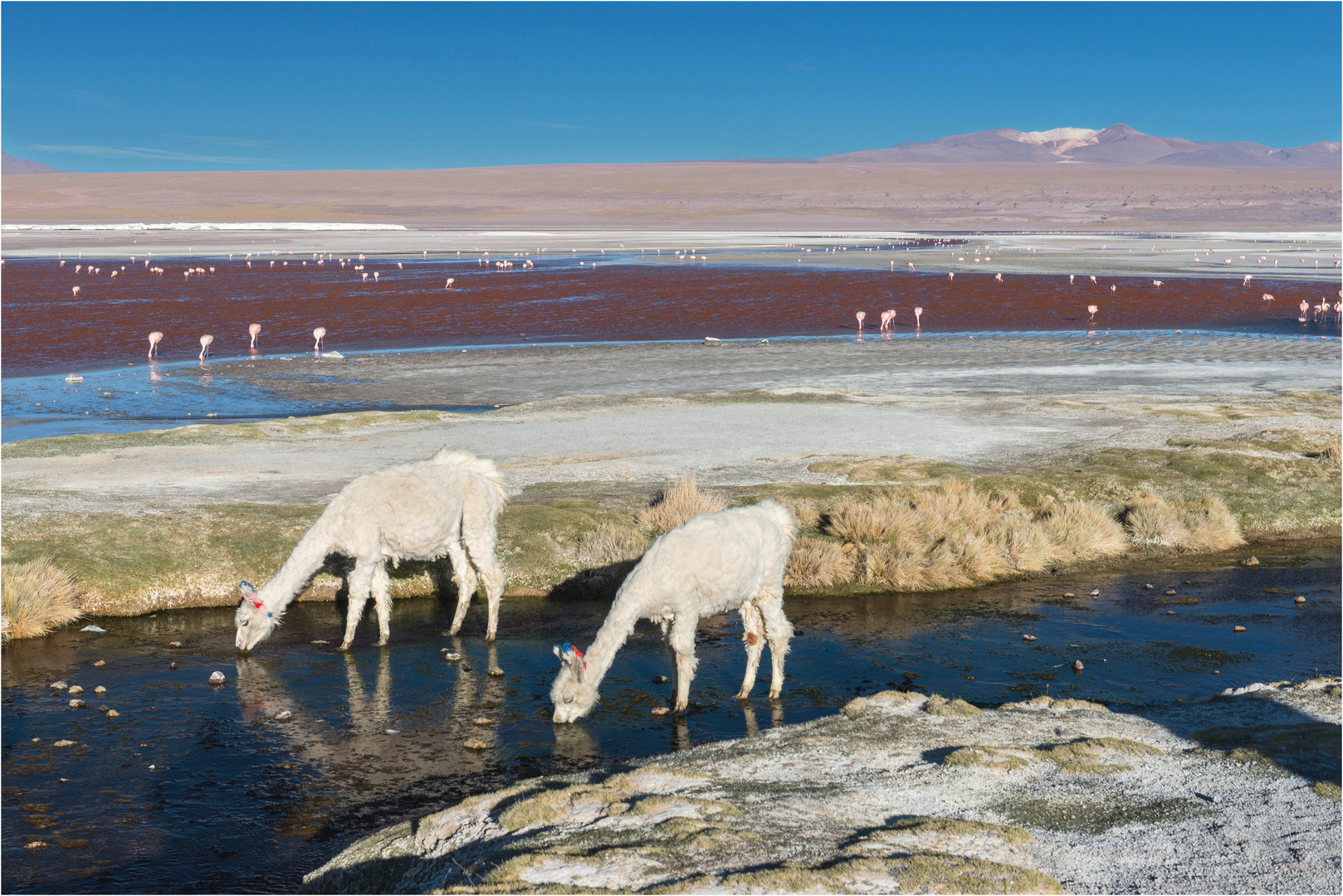 Laguna Colorada - Bolivien