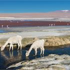 Laguna Colorada - Bolivien