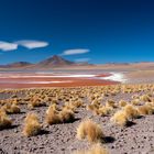 Laguna Colorada - Bolivien