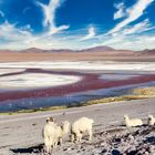 Laguna Colorada