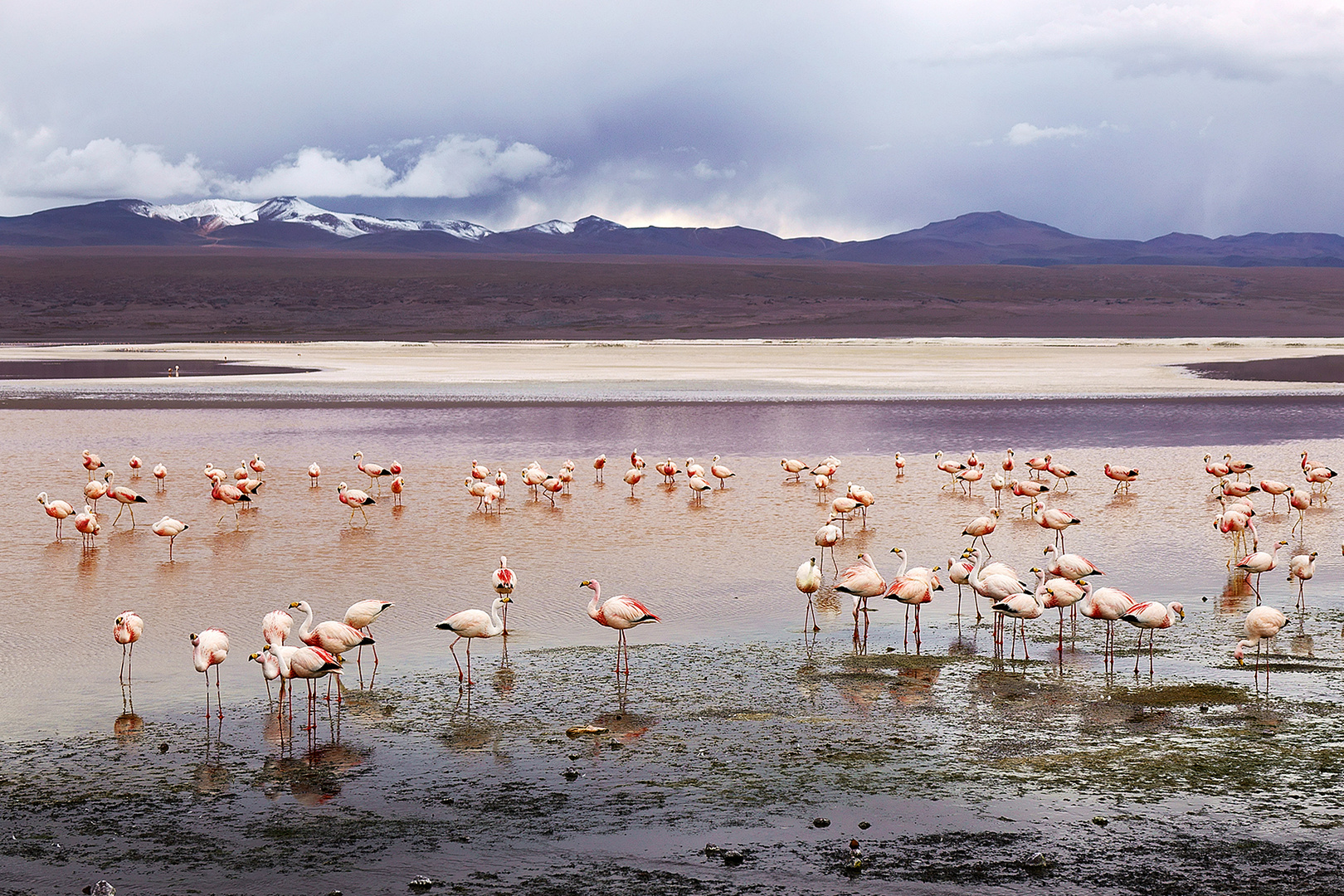 Laguna Colorada