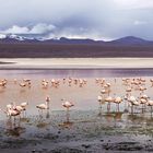 Laguna Colorada