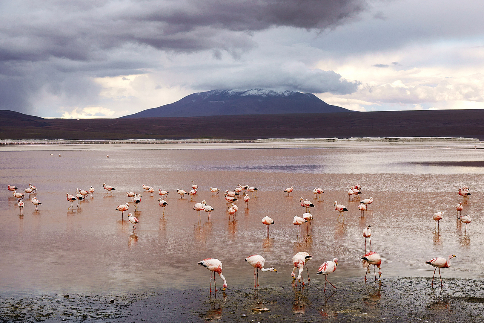 Laguna Colorada