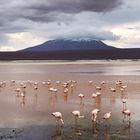 Laguna Colorada