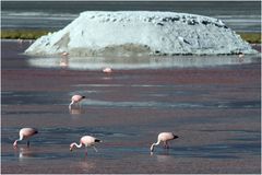 Laguna Colorada