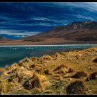 Laguna Colorada