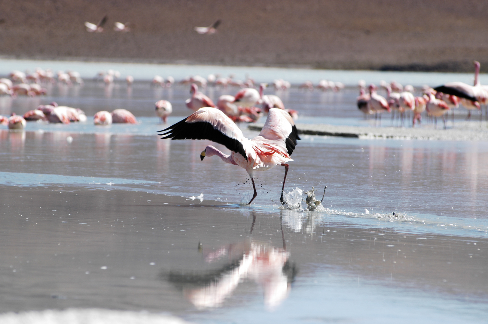 Laguna colorada et flamants roses