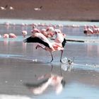 Laguna colorada et flamants roses