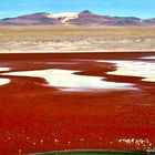 Laguna Colorada