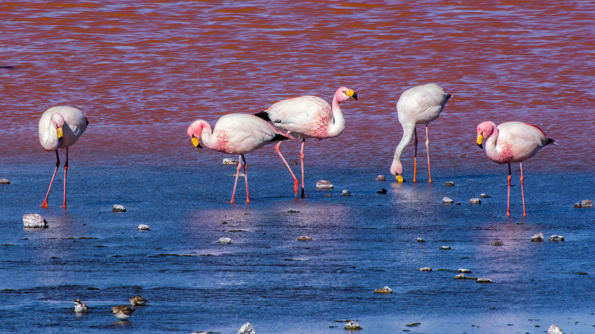 ..laguna colorada - flamingos