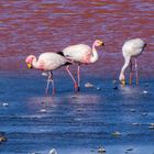 ..laguna colorada - flamingos