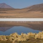 Laguna Colorada im Reserva Nacional de Fauna Andina Eduardo Abaroa Boliviens