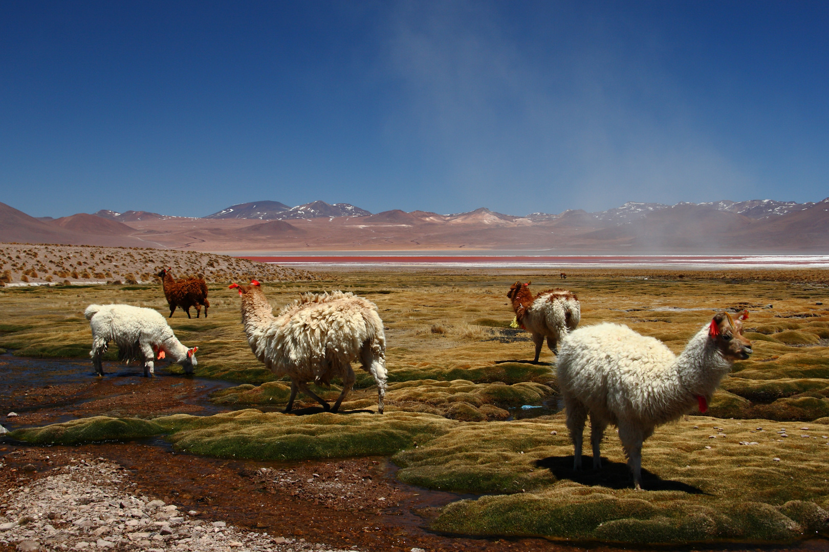 Laguna Colorada in Bolivien