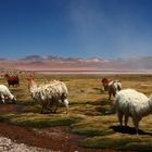 Laguna Colorada in Bolivien