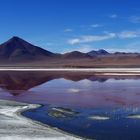 Laguna Colorada in der Atacama von Bolivien