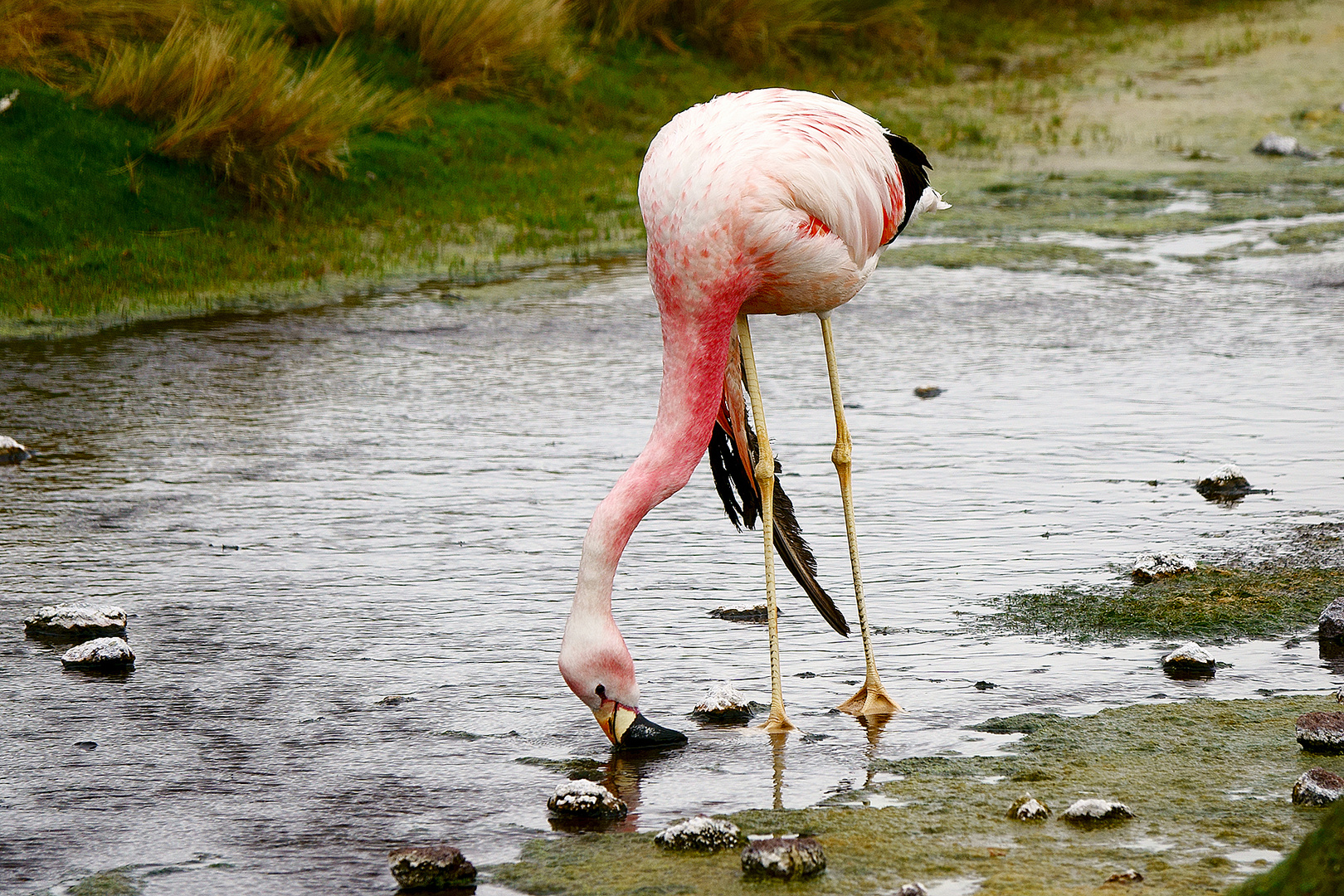 Laguna Colorada mit einem der vielen Flamingos