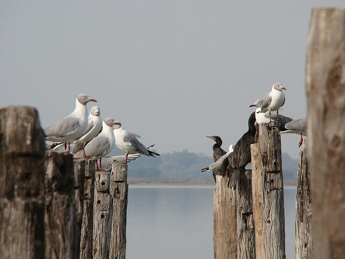 laguna de lobos