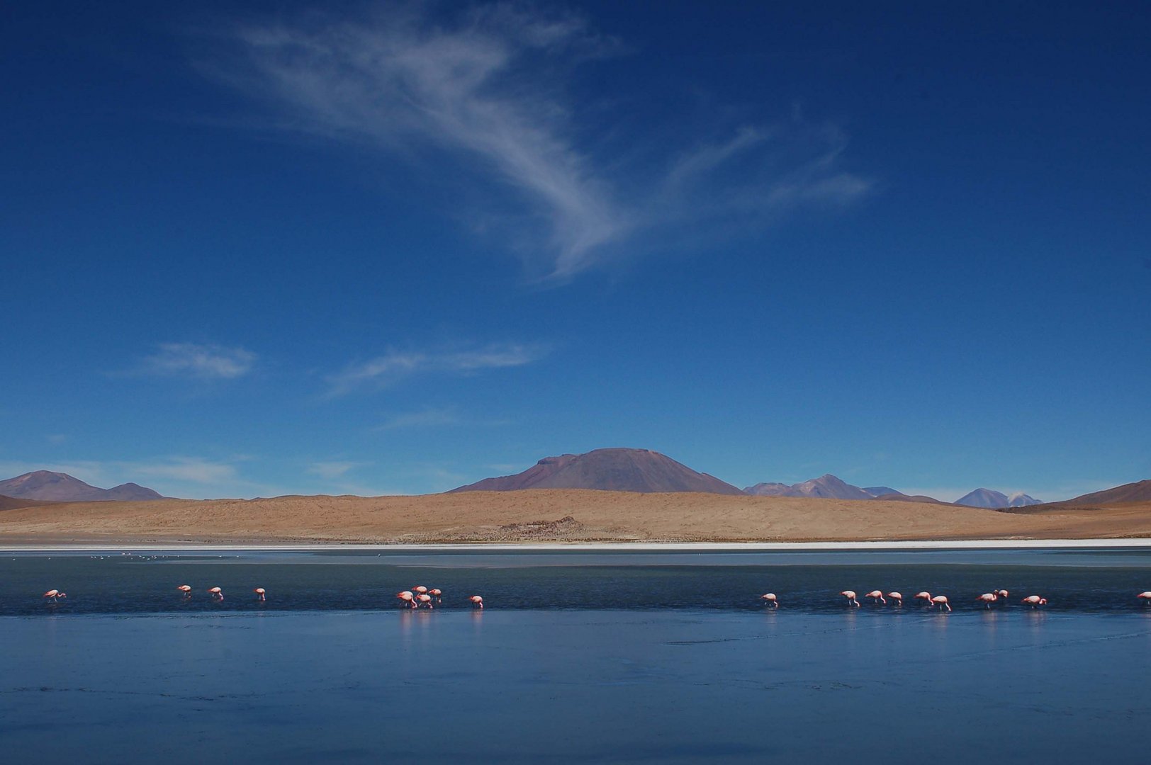 Laguna e fenicotteri