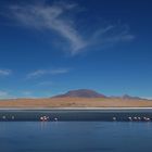 Laguna e fenicotteri