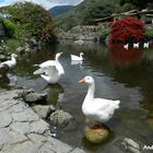 Laguna en Los Aleros