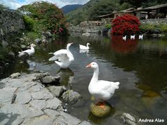 Laguna en Los Aleros