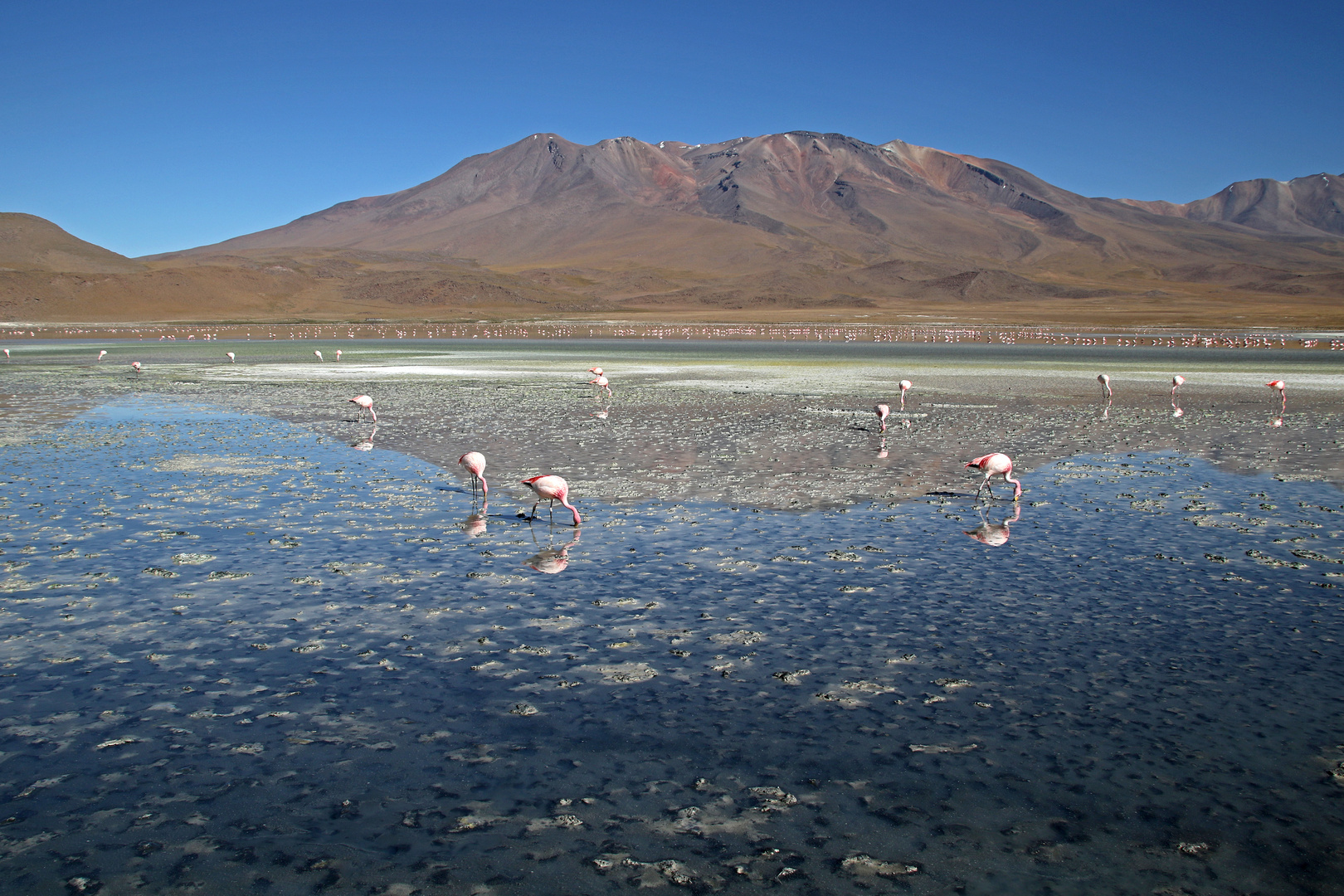 Laguna Hedionda Bolivien