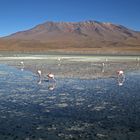 Laguna Hedionda Bolivien