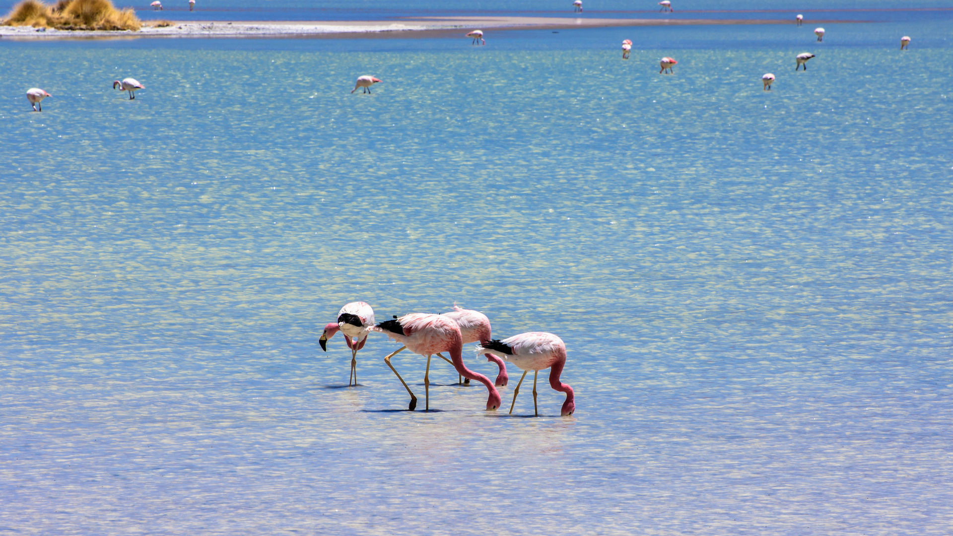 laguna hedionda