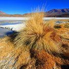 Laguna Honda, Bolivien