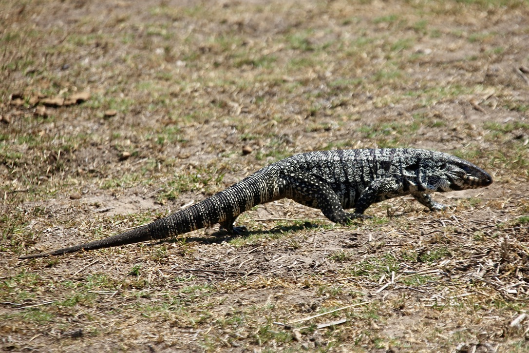 Laguna Ibera - Leguan