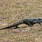 Laguna Ibera - Leguan