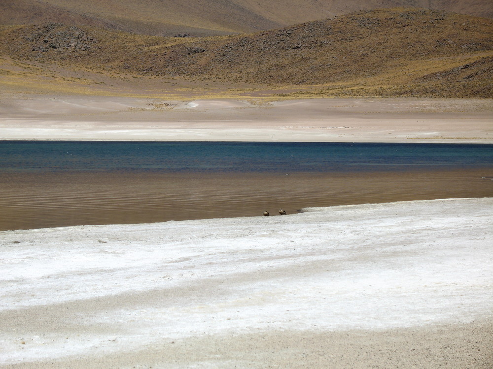 laguna miscanti