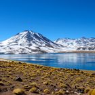 Laguna Miscanti, Chile (2013)